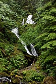 Waterfalls,Quinault Valley,USA