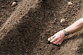 Gardener planting chitted potatoes