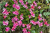 Cliff-primrose (Douglasia laevigata)