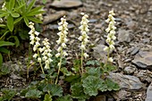 Yellow coralbells (Elmera racemosa)