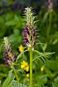 Pedicularis bracteosa atrosanguinea