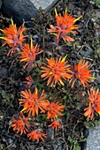 Cliff paintbrush (Castilleja rupicola)