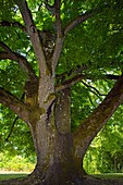 Black walnut (Juglans nigra) tree