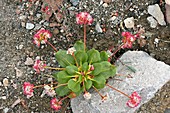 Shasta buckwheat (Eriogonum pyrolifolium)