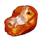 Dog's nose,MRI model
