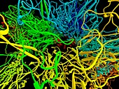 HPV L1 surface protein,ribbon model