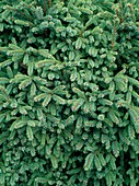 Picea mariana 'Nana'