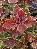 Solenostemon 'Purple Oak'