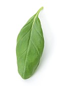 Basil leaf