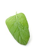 Mint leaf