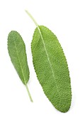 Sage leaves