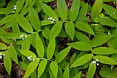 Smilacina stellata