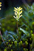 Bracted lousewort (Pedicularis bracteosa)