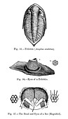 Trilobite and bee,19th century artwork