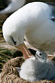 Black-browed albatross feeding its young
