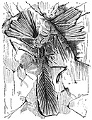 Archaeopteryx,19th century artwork