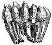 Mastodon teeth,19th century artwork