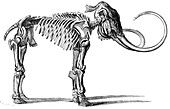 Oncoul Mammoth,19th century artwork