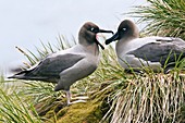Light-mantled albatrosses