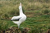 Wandering albatross displaying