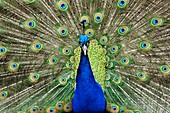 Male peacock displaying