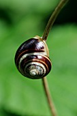 Snail glued to a plant