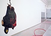 Beef carcasses hanging in an abattoir