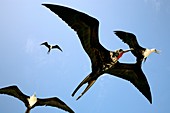 Magnificant frigatebirds
