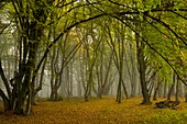 Ancient wood pasture