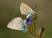 Mating Common Blue Butterflies