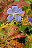 Meadow Cranesbill (Geranium pratense)