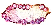 Bladder wrack,light micrograph