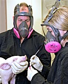 Swine flu testing of piglet