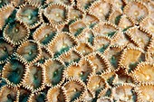 Protopalythoa coral