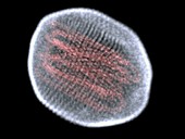 Flu virus particle,artwork