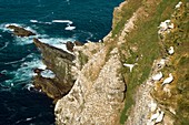 Northern gannet colony on cliffs