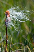 Cottongrass on a bog asphodel seed-head