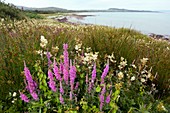 Coastal wildflower meadow,Scotland