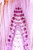 Horsetail stem,light micrograph