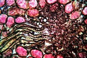 Liverwort spore elaters,light micrograph
