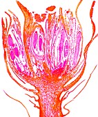 Moss reproductive parts,light micrograph
