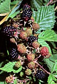 Blackberry (Rubus corymbosus)