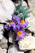 Alpine Toadflax (Linaria alpina)