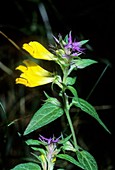 Melampyrum italicum