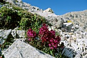 Whorled Lousewort (Pedicularis)