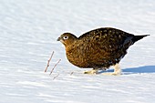 Female red grouse in snow
