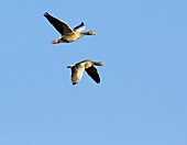 Greylag geese in flight