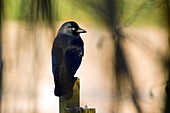 Jackdaw on a fence post