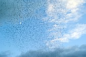 European starling flock