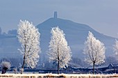 Frost-covered trees and Glastonbury Tor
